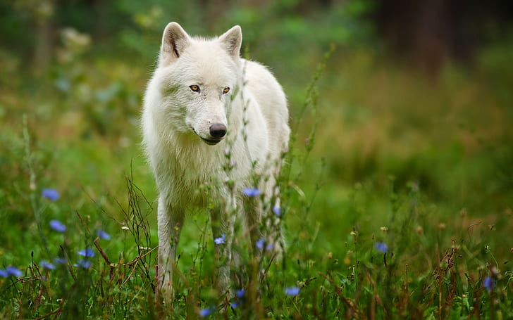Arctic wolf predator, Arctic, Wolf, Predator, HD wallpaper