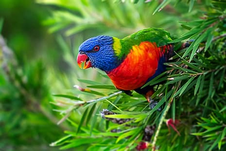 feuilles, branches, oiseau, perroquet, Loriquet multicolore, Loriquet arc-en-ciel, Fond d'écran HD HD wallpaper