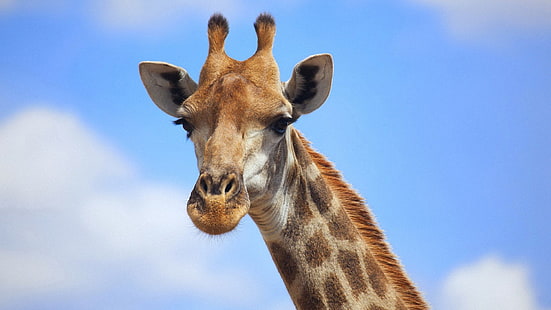 sfondi desktop di giraffa, Sfondo HD HD wallpaper