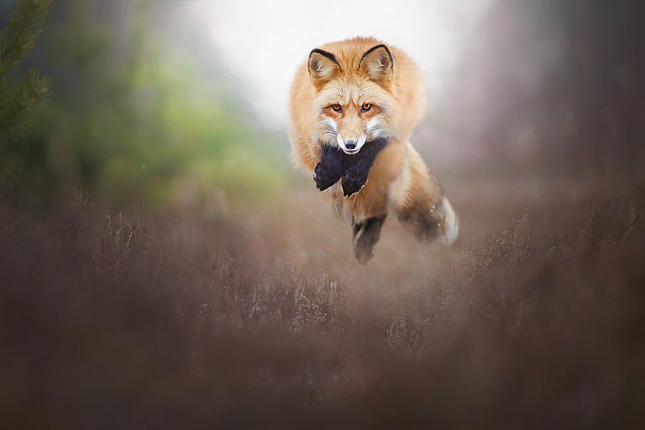 fox, animals, nature, wildlife, HD wallpaper