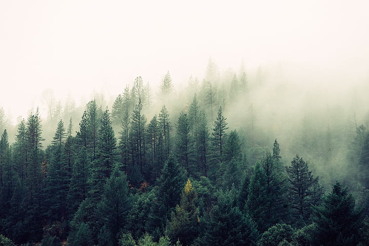 landscape, mist, pine trees, HD wallpaper