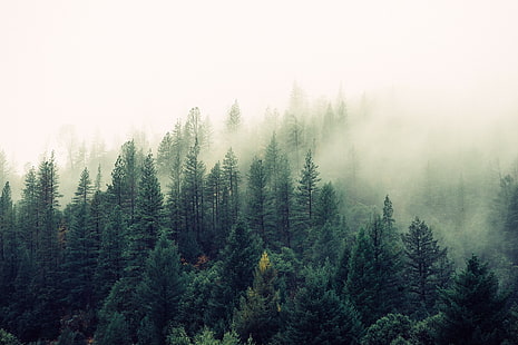 Landschaft, Nebel, Kiefern, HD-Hintergrundbild HD wallpaper