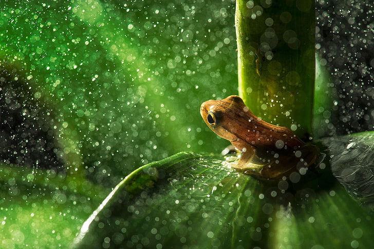 grenouille brune, photographie gros plan de la grenouille brune sur une plante à feuilles vertes, nature, animaux, grenouille, feuilles, pluie, gouttes d'eau, plantes, amphibien, bokeh, Fond d'écran HD