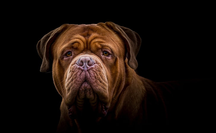 개, Dogue de Bordeaux, 개, Mastiff, 총구, HD 배경 화면