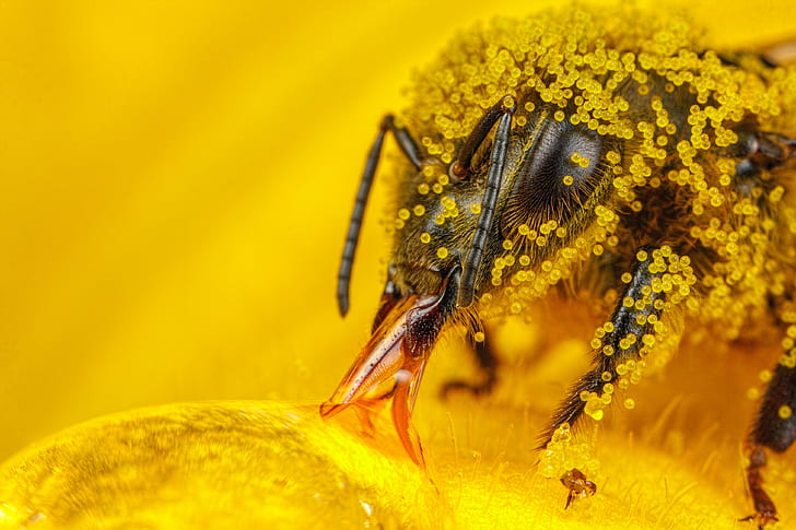 makro, serangga, hymenoptera, serbuk sari, lebah, Wallpaper HD