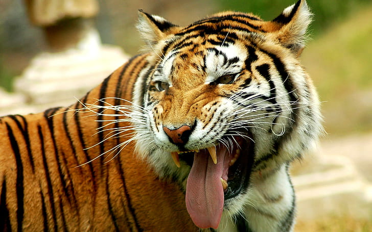 Ein Moment des Zorns, Tigerfoto, Tiger, Sibirier, wild, verärgert, Eckzähne, Streifen, Tiere, HD-Hintergrundbild