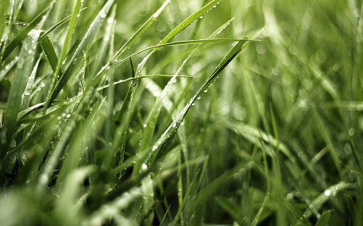 grünes Gras, Makroschuß des grünen Grases während der Tageszeit, Makro, Gras, Wassertropfen, Pflanzen, HD-Hintergrundbild