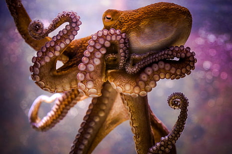 животни, боке, октопод, HD тапет HD wallpaper