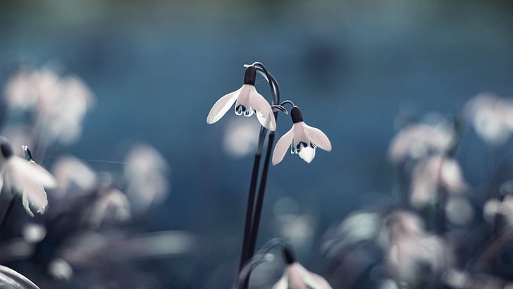 white flowers, selective focus photography of white snowdrop flower, snowdrops, flowers, macro, HD wallpaper