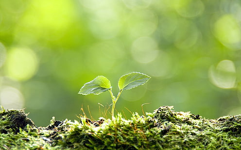 зелено растение, кълнове, трева, листа, зелено, фон, HD тапет HD wallpaper