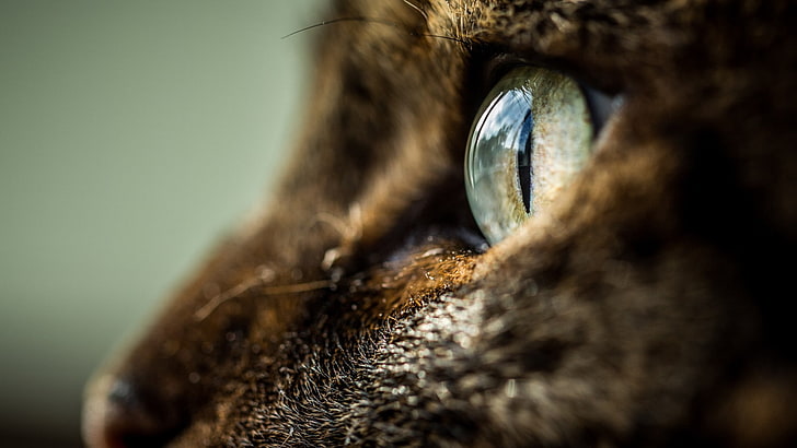 animals, cat, eyes, HD wallpaper