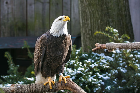 Bald eagle, bird, predator, beak, bird, legs, bald eagle, HD wallpaper HD wallpaper