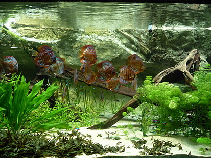 paletki, ryby, tropikalne, Tapety HD HD wallpaper