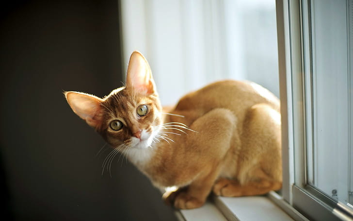 Cat Look Window, look, window, HD wallpaper