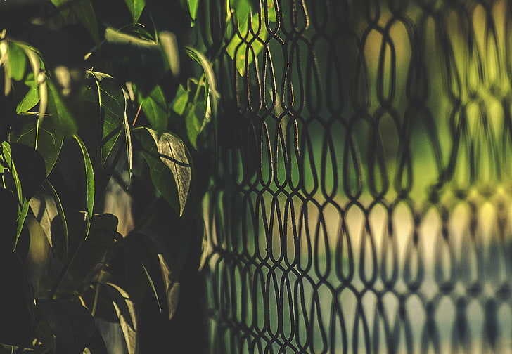 gray metal chain-link fence, chain-link, plants, HD wallpaper