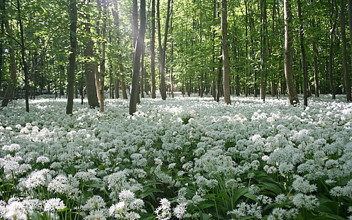 white flowers field, flowers, forest, trees, meadow, HD wallpaper HD wallpaper