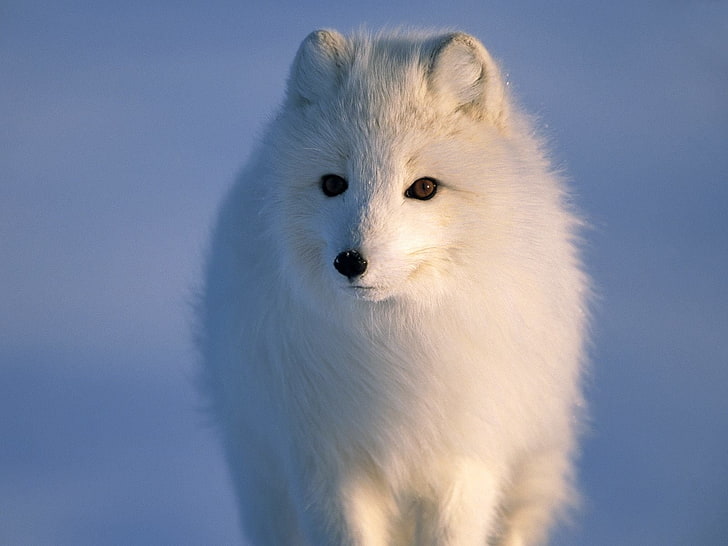 Dogs, Arctic Fox, HD wallpaper