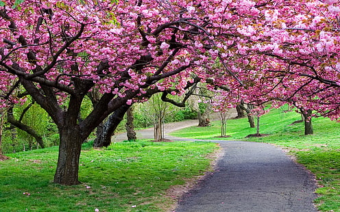 rosa Bäume, Straße, Spur, Bäume, Blumen, HD-Hintergrundbild HD wallpaper