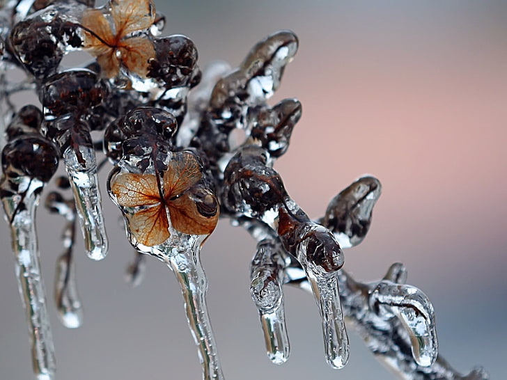 flor pelada marrón congelada, hielo, forma, invierno, escarcha, Fondo de pantalla HD