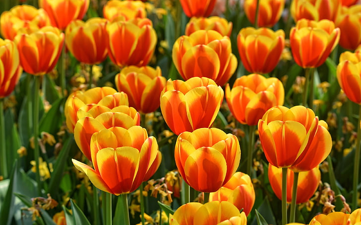 field, water, flowers, bright, positive, spring, garden, tulips, orange, buds, flowerbed, a lot, fire, two-tone, flaming, HD wallpaper