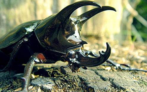 Stag Beetle, Insect, Animal, Macro, stag beetle, insect, animal, macro, HD wallpaper HD wallpaper