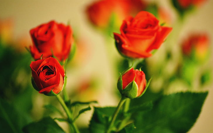 Страхотно, четири червени рози, рози, червена роза, зелено, страхотно, природа и пейзажи, HD тапет