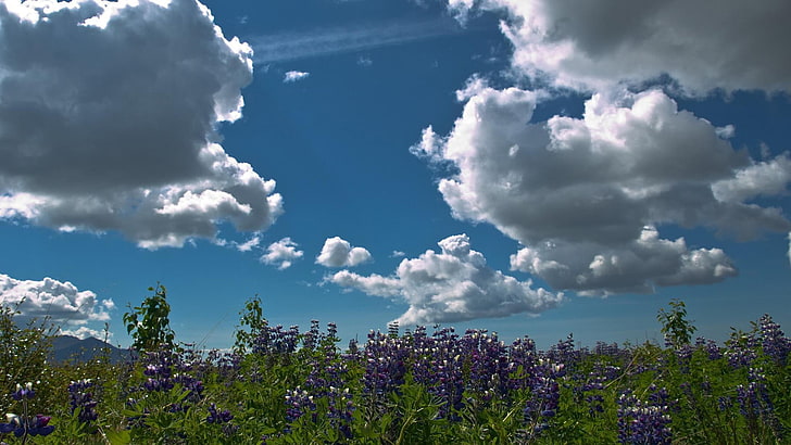 purple petaled flower field, flowers, clouds, nature, plants, sky, HD wallpaper