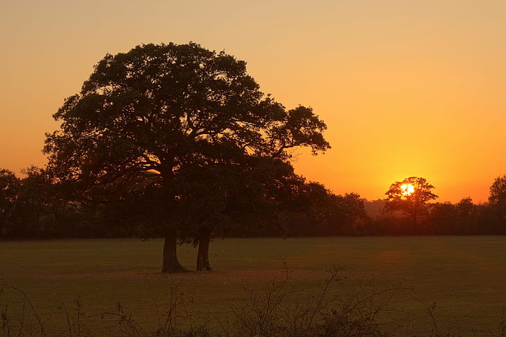 Schattenbild der Bäume in der Mitte der Rasenfläche während des Sonnenuntergangs, Sonnenuntergang, Otmoor, Schattenbild, Mitte, Gras, Feld, Baum, Sonne, Himmel, Natur, draußen, HD-Hintergrundbild