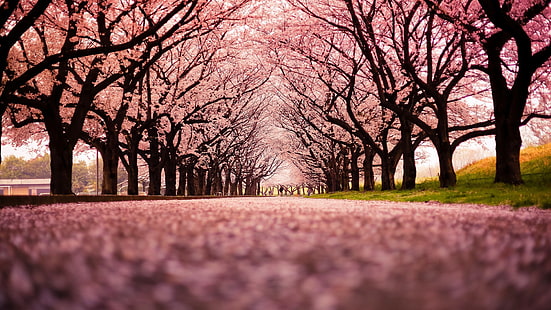 Cherry Blossom, landscape, nature, path, Trees, HD wallpaper HD wallpaper
