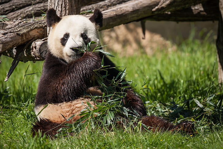 herbe, bambou, ours, Panda, Fond d'écran HD