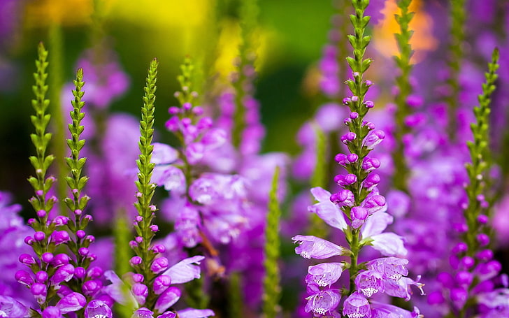 보라색 라벤더, 꽃, 꽃 봉 오리, 자주색, 잎, HD 배경 화면