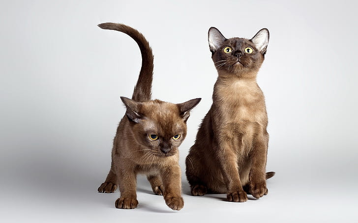 Dua kucing imut, mata kuning, Dua, Imut, Kucing, Kuning, Mata, Wallpaper HD