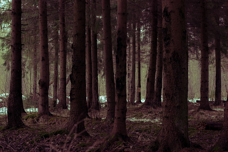 парцел от черни дървета, просека на горите, Русия, HD тапет
