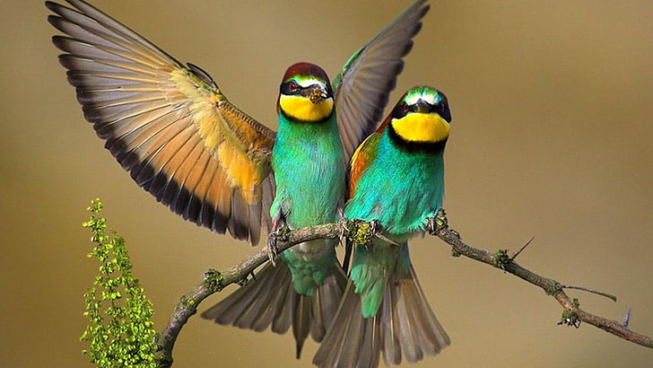 새, 가지, 날개, 깃털, HD 배경 화면