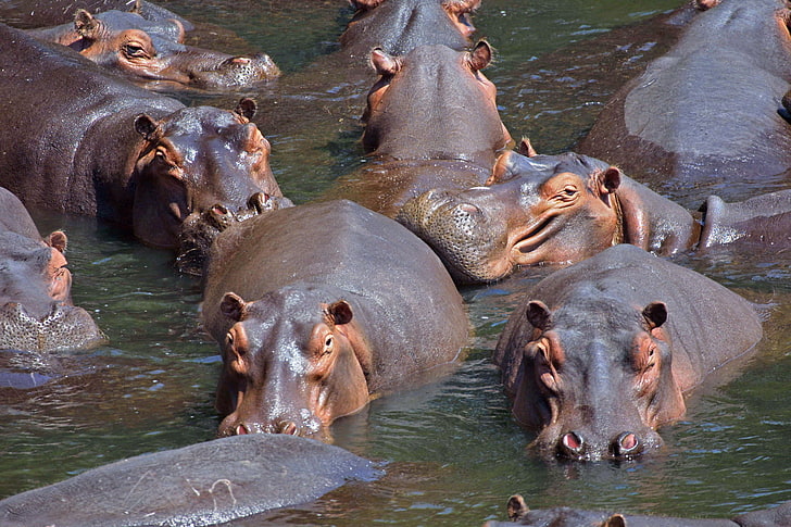 hipopótamo, hipopótamo, HD papel de parede