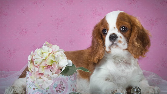 斑点を付けられた子犬、アジサイの花、斑点を付けられた、子犬、アジサイ、花、 HDデスクトップの壁紙 HD wallpaper