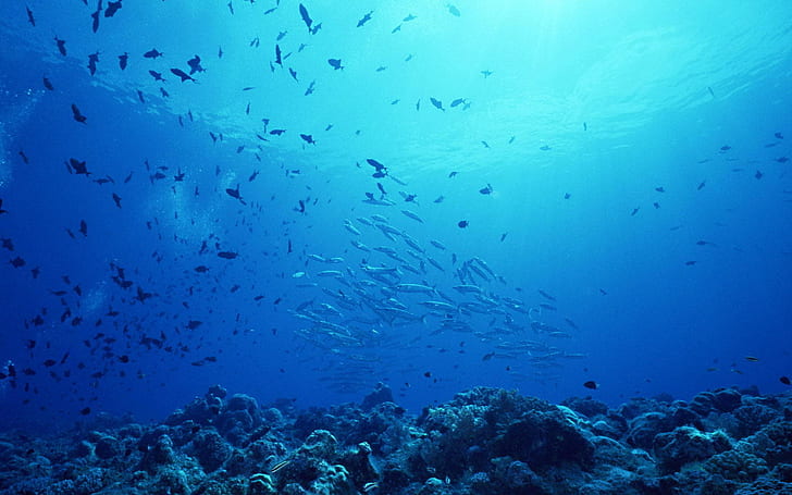 koral, ryba, ocean, morze, woda podmorska, Tapety HD