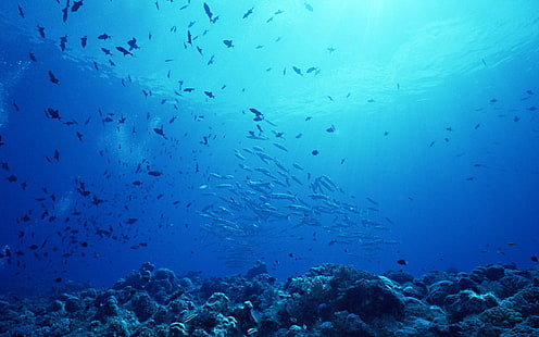 корали, риби, океан, море, подводни, HD тапет HD wallpaper