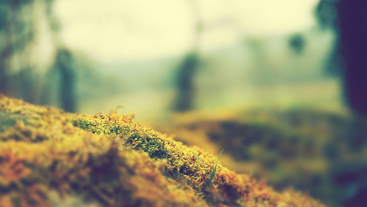 macro shot photography of brown and green plant, grass, nature, macro, tilt shift, alone, plants, moss, photography, HD wallpaper