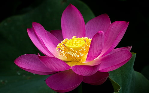 Pink lotus flower close-up, green leaves, Pink, Lotus, Flower, Green, Leaves, HD wallpaper HD wallpaper