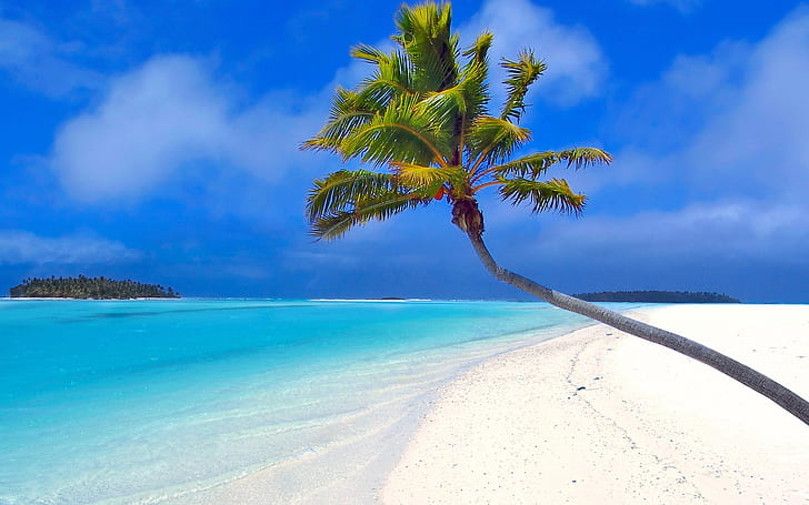 Plaża przy drzewie kokosowym, plaża, morze, palmy, Tapety HD