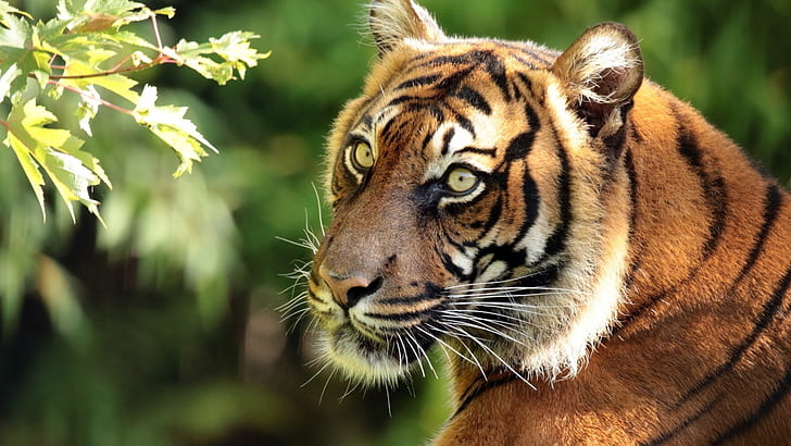 Sumatran tiger, predator, portrait, Sumatran, Tiger, Predator, Portrait, HD wallpaper