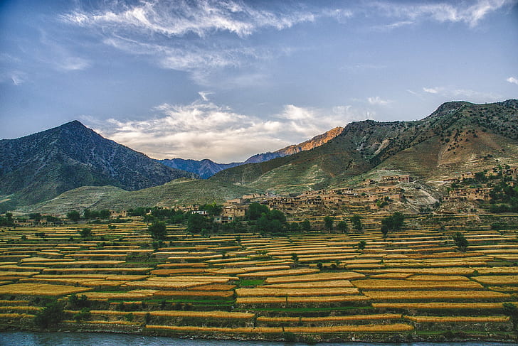 green and yellow petaled flower field during day time, afghanistan, afghanistan, Afghanistan, green, yellow, flower, field, day, time, naray, mountains, landscape, macro, nature, mountain, terraced Field, asia, agriculture, inca, hill, rice Paddy, peru, rural Scene, cusco City, farm, valley, outdoors, andes, cultures, HD wallpaper