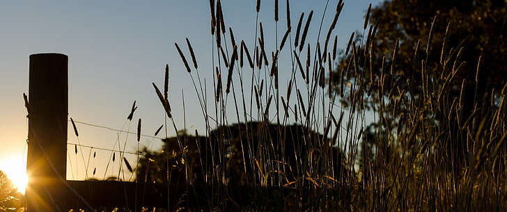granja, puesta de sol, hierba, valla, verano, Fondo de pantalla HD