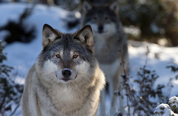 Wolves, adult wolf, Animals, Wild, HD wallpaper
