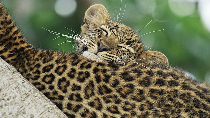 léopard brun, léopard, noir, cub, bienveillant, Fond d'écran HD