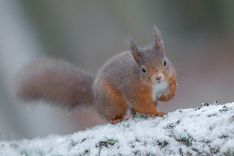 Animal, Squirrel, Rodent, Snow, Wildlife, Winter, HD wallpaper HD wallpaper