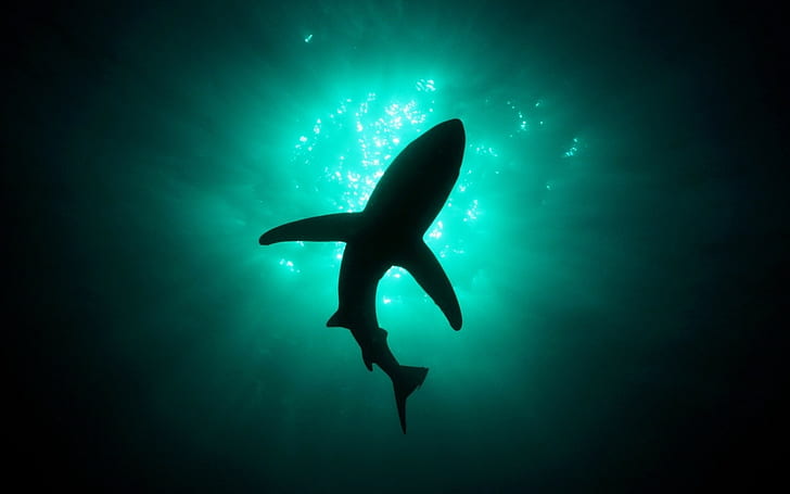 животные, акула, под водой, HD обои