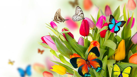 бабочка, цветы, тюльпаны, 4к, HD обои HD wallpaper