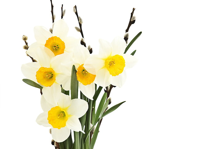 white and yellow flowers, leaves, flowers, freshness, beauty, bouquet, spring, white, Verba, Narcissus, twigs, gentle mood, tender spirit, pussy-willow, sprigs, HD wallpaper